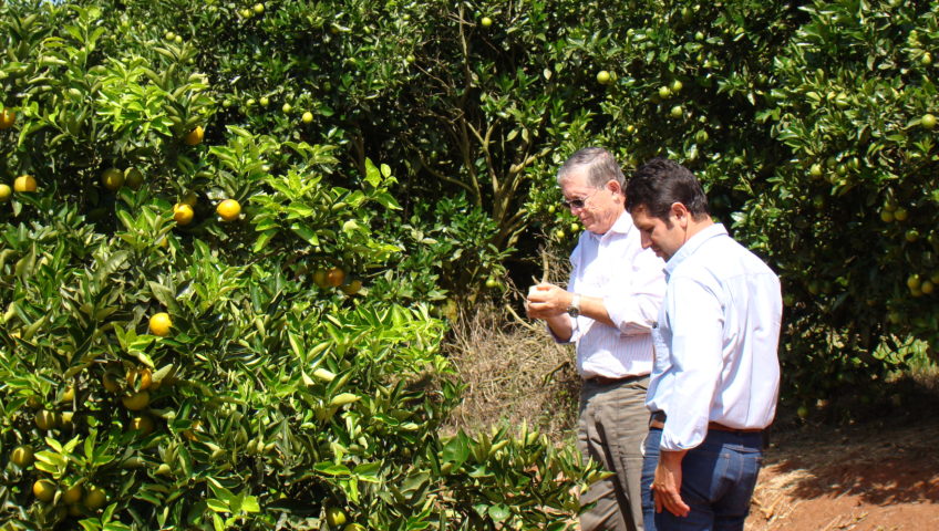 Tecnologia inovadora aumenta produtividade da laranja