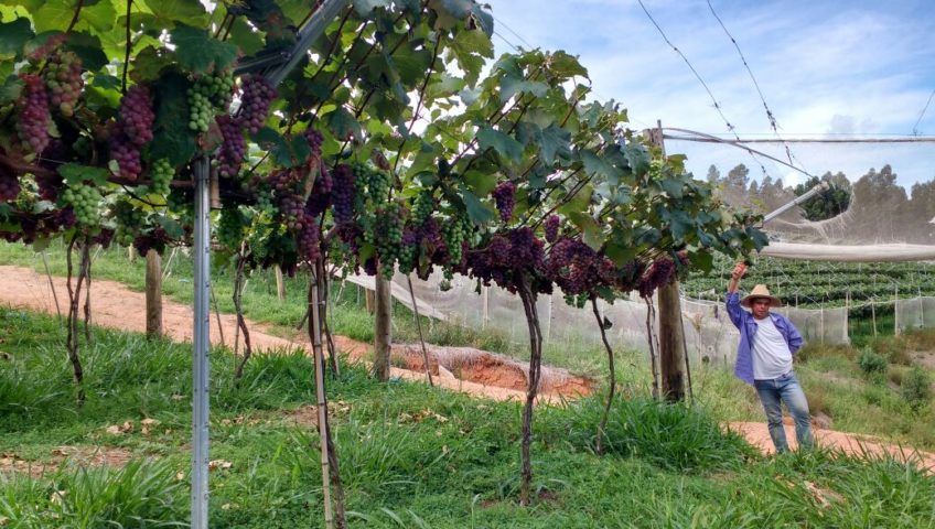 Produtores de uva reforçam nutrição e conquistam frutos mais duráveis