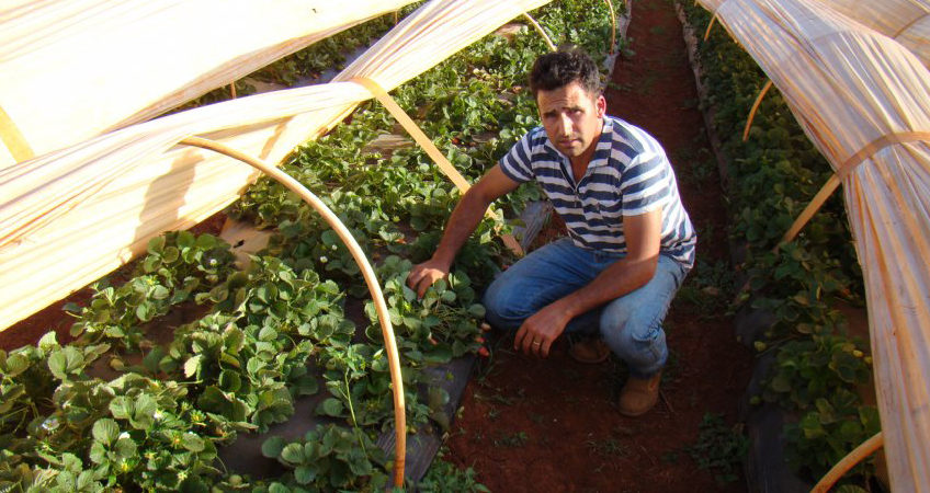 Produtor de morango orgânico investe em nutrição e recupera resistência das plantas